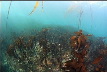 stalked kelp on top of reef near entry-point