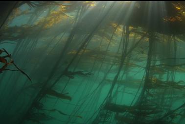 under kelp