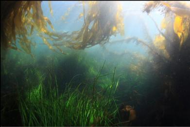 surfgrass and kelp 