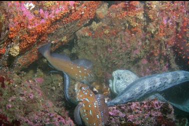 wolfeel and kelp greenlings eating urchin