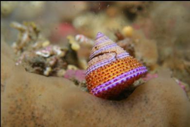 purple ring top snail