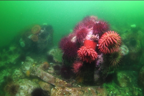 fish-eating anemones and urchins
