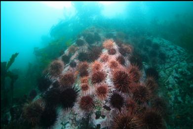 urchins on mainland side of channel