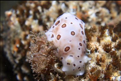 leopard dorid nudibranch on cemented tube worms