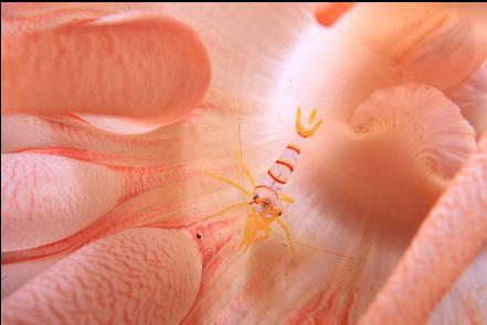 candy-stripe shrimp on a crimson anemone