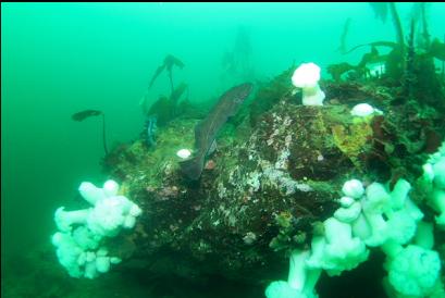 lingcod on top of tunnel boulder
