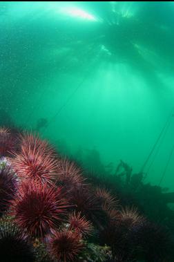 urchins under kelp