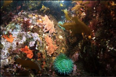 green anemones near entry-point
