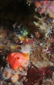 SCULPIN, TUNICATE AND ZOANTHIDS