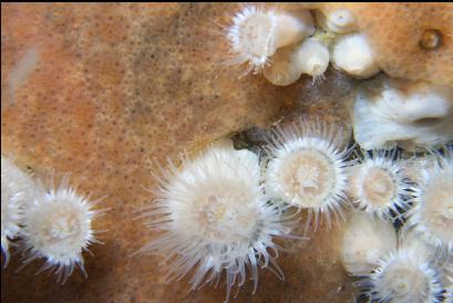 anemones and tunicate colony