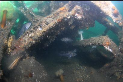 black rockfish under wreckage