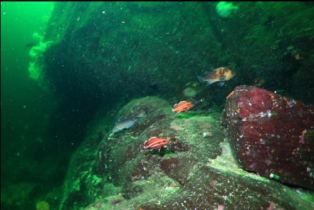kelp greenling, yelloweye rockfish and quillback rockfish 110' deep