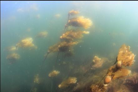 kelp near the surface