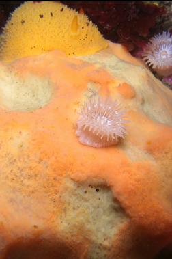 brooding anemone and nudibranch on sponge