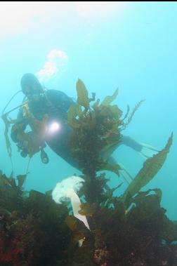 plumose anemone in kelp