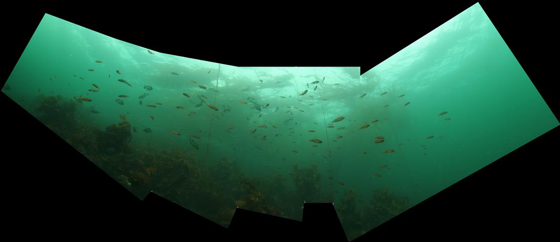 rockfish panorama 30 feet deep