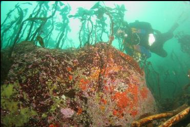 stalked kelp on reef