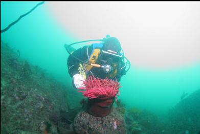 fish-eating anemone on reef