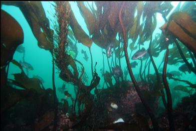 black rockfish in stalked kelp