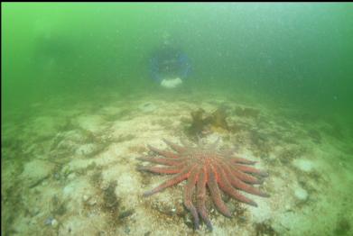 sunflower star on swim out to barge