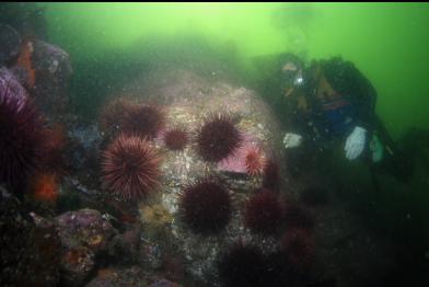 urchins at edge of bay