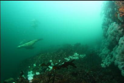 sealions and ledge near top of wall