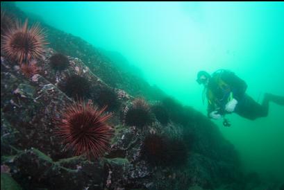 urchins on deeper reef