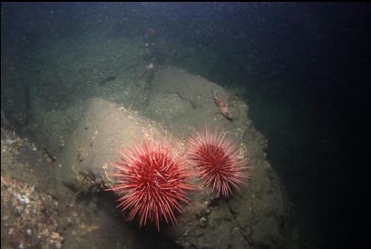 urchins and copper rockfish 100 feet deep