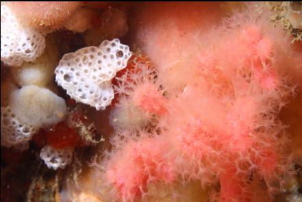 soft corals and tunicates