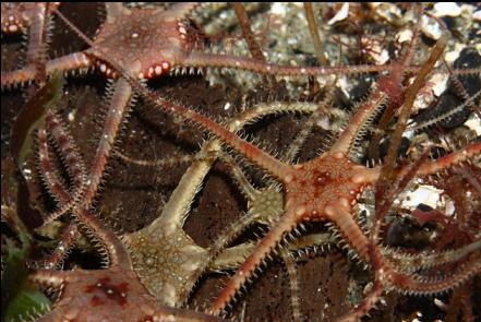brittle stars 