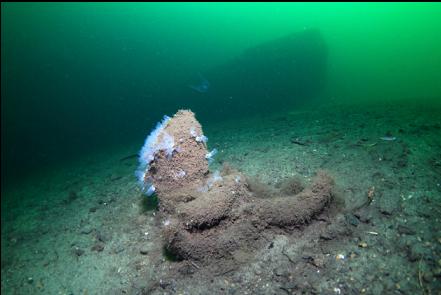 boot sponges with the wreck in the background