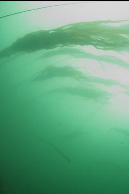 KELP IN THE CURRENT