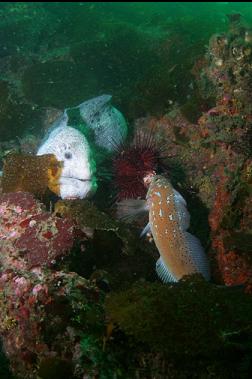 wolfeel and kelp greenling eating urchin