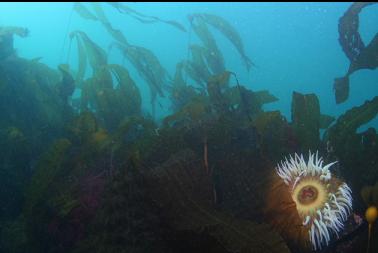 fish-eating anemone and kelp
