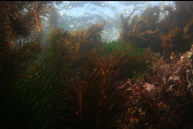kelp near surface