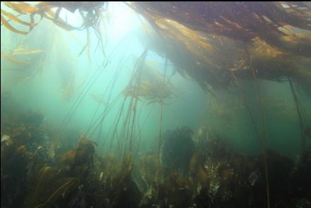 kelp near the bay