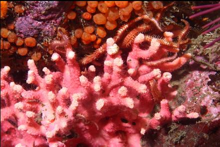 hydrocoral and brittle stars