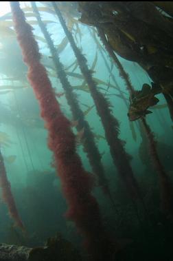 copper rockfish in kelp forest