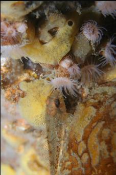 SCULPIN, SPONGE AND ZOANTHIDS