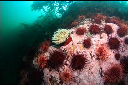 urchins and fish-eating anemone on reefs off point