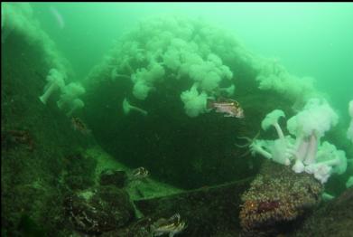 copper rockfish and zoanthids in bottom right corner on boulder