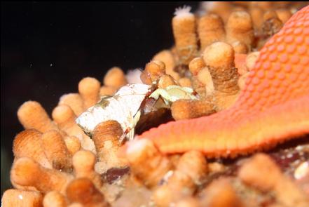 hermit crab on zoanthids