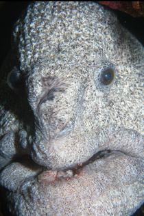THE SCARRED WOLF EEL AGAIN