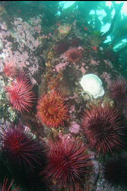 urchins and anemone