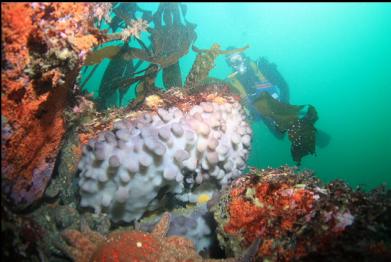 purple tunicate colony again
