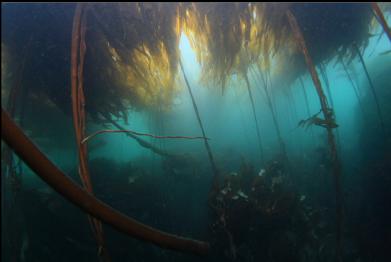 under bull kelp forest