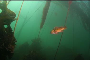 copper rockfish in kelp forest