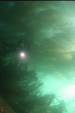 under kelp near bay