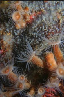 ZOANTHIDS AND HYDROIDS