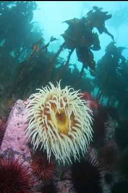 another fish-eating anemone